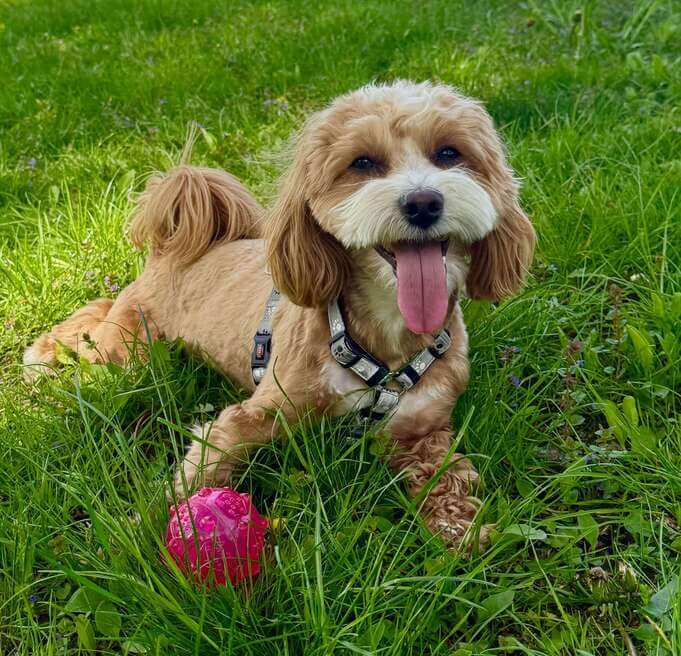 free dog training app